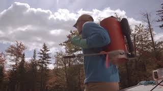 Adirondack Invasives Phragmites [upl. by Allrud]