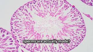 Spermatogenesis  How Sperm is Made  NEET  By Nagavelli Prasad [upl. by Peh]