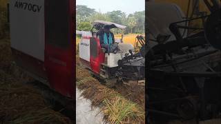 Yanmar Harvester Unloading Rice  Yanmar AW 70 GV Combine Harvester combineharvester [upl. by Gambrell278]