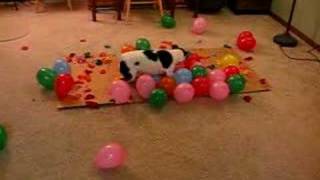 DOG vs BALLOONS II This time its personal [upl. by Ahsekam]