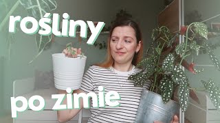 ROŚLINNY UPDATE 44  STRATY I ZYSKI PO ZIMIE [upl. by Annabela]