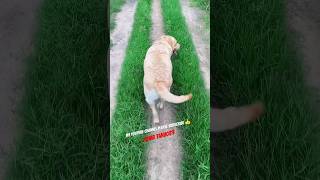 Matak Matak Ke Chal Raha😄😂funny shorts youtube labrador pets viraltiktok viralvideo [upl. by Cyrus]