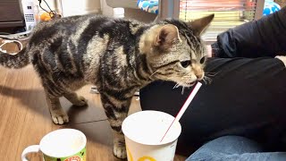 妹の飲み物にイタズラして無言で圧をかけられる猫 [upl. by Ierna]