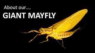 About our GIANT MAYFLY Hexagenia limbata up in Oklahoma on Route 66 [upl. by Homere]