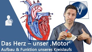 Unser Herz amp Blutkreislauf einfach erklärt Anatomie Funktion und Physiologie vom Lebensmotor [upl. by Creigh674]