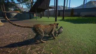 African Leopard Hunt Hamadryas Baboon Planet Zoo [upl. by Taite397]