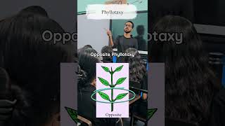 Phyllotaxy Explained  NEET  Class 11 NCERT Biology  Ankit Sir  Morphology of Flowering Plants [upl. by Elianora678]