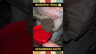 Removing Honeybees From Home  kannada facts karnataka amazing youtubeshorts trendingshorts [upl. by Nerval59]