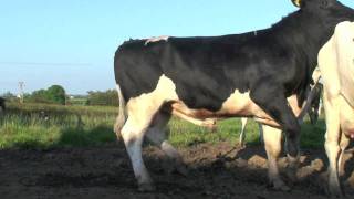 New Sweeper Holstein  Friesain Bull from Moscow [upl. by Shuman198]