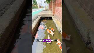 Koi Fish Thriving in Japan’s Clear Drains✨😮 koi japan fish drainage [upl. by Arek]