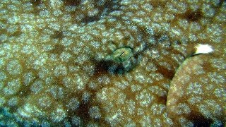 WOBBEGONG [upl. by Janik495]