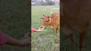 Gau mata ki kripa se trending viralvideo cow cow cowfeed respectshorts shorts [upl. by Netsirhc436]