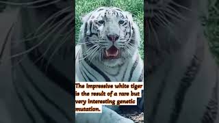 White Tigers Striking Blue eyes and its Elegence bioweb savetigers whitetiger [upl. by Zebedee]