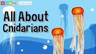 All About Cnidarians [upl. by Cooke]