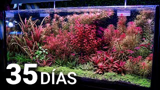 35 DÍAS DESPUÉS  El Jardín Acuático 4K [upl. by Itin839]