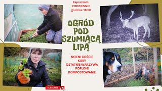 Codzienne życie na wsi  nocni goście  kury ostatnie warzywa ścinam poplon i kompostuję [upl. by Dagna281]