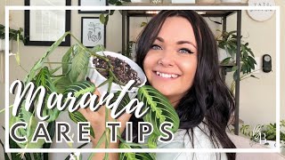 Caring For A Maranta Prayer Plant Is So Easy  Maranta Prayer Plant Care  Houseplant Care Tips [upl. by Bergmans]