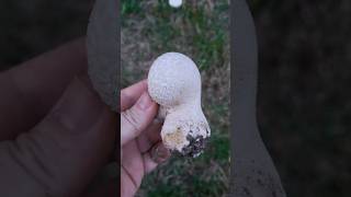 La vesse de loup ciselée  Calvatia utriformis ou Lycoperdon utriforme  est une médiocre comestible [upl. by Germin227]