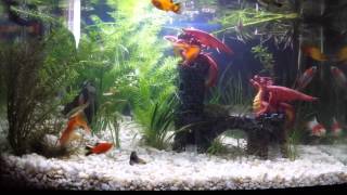 Cold water and tropical fish together in one tank [upl. by Tenaej]