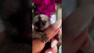 Pygmy Marmosets [upl. by O'Rourke]