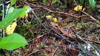 chanterelles picking more [upl. by Clotilda]