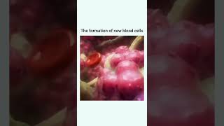 HEMATOPOIESIS humanbodysystem anatomy science youtubeshort [upl. by Alduino]