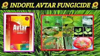 Avtar fungicide  zineb 68hexaconazole 4wp  Indofil  Avtar fungicide price dose work result [upl. by Leinnad]