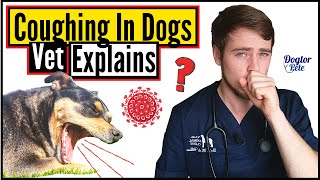 Top 8 MOST COMMON Causes Of COUGHING In Dogs  When To Worry About Your Dogs Cough  Vet Explains [upl. by Kevyn13]