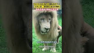 動物園里的獅子被剪“齊劉海”？，工作人員：發型是它自己打理的，飼養員根本不敢給它剪頭發 [upl. by Asenaj848]