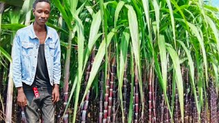 SUGER CANE JUICE 🤯🤯👌 [upl. by Salomone]