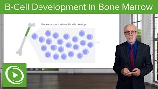 BCell Development in the Bone Marrow – Lymphocyte Development  Lecturio [upl. by Cy]