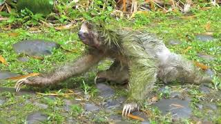 Threetoed sloth crossing the road in Costa Rica [upl. by Ward]