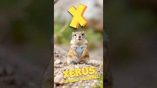 X for Xerus Ground Squirrel  wonderjoyland xerus groundsquirrel ai aianimation facts [upl. by Freytag819]