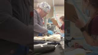 Penn Foster Externship 2 Skill 1 Feline Spay Prep [upl. by Volnay381]