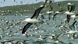 Worlds Largest Albatross Colony  Blue Planet  BBC Earth [upl. by Ishii]