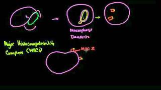 Professional Antigen Presenting Cells APC and MHC II complexes in Bangla [upl. by Ahsenek]