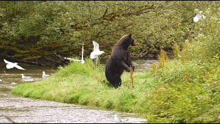 Brown Bear SCARES AWAY Another Brown Bear amp SLIPS  Hyder Alaska original audio [upl. by Rolyak990]