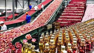 Millions Tons of Roses and Processing Rose Essential Oil in Factory  Rose Essential Oil Technology [upl. by Hildegarde29]