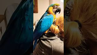 Papuga ara ararauna macaw parrot [upl. by Enirol]