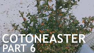 Cotoneaster Bonsai 6 [upl. by Atikam]