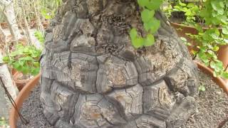 Dioscorea elephantipes Elephants Foot hottentot bread [upl. by Byrom845]