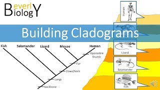 Cladograms [upl. by Itirahc]