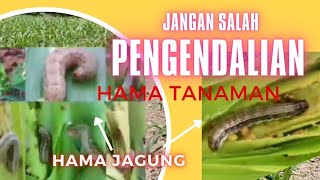 Pengendalian Hama utama yang Menyerang Tanaman Jagung [upl. by Enenaej123]