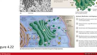 Day 4 BIO 210 700 Lecture FA2024 Cell Part 2 [upl. by Erastus38]