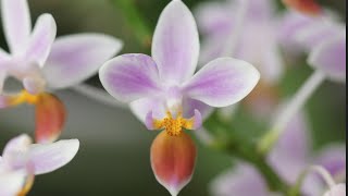 Phalaenopsis equestris [upl. by Amathist]