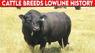 ⭕ Cattle Breeds LOWLINE History ✅ Cattle LOWLINE  Bulls LOWLINE [upl. by Avraham703]