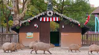 Capybara Christmas [upl. by Namlas327]