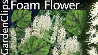 Foam Flower  Tiarella cordifolia  Grow Foam Flower [upl. by Anaimad]