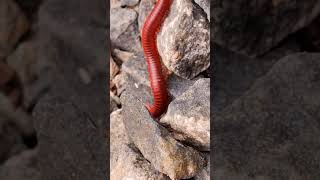 Babyanimals 9 millipede bigmillipedes cuteanimal giantmillipedes [upl. by Anima]