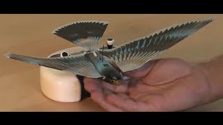 Watch the new Avitron v20 Bionic Remote Controlled Bird fly [upl. by Heuser789]